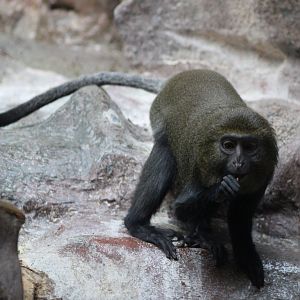 Young Owl-faced monkey