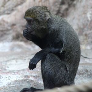 Young Owl-faced monkey