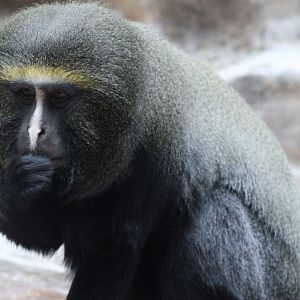 Owl-faced monkey - adult