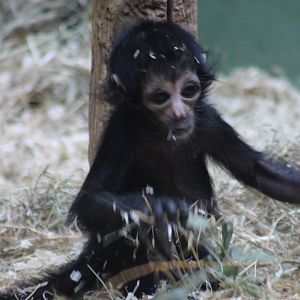 Baby Brown-headed spider monkey