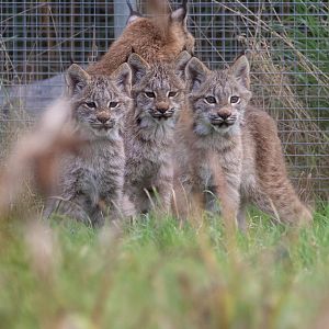Canadian Lynx Kittens / Hamerton / 10-10-19