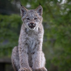 Canadian Lynx Kitten / Hamerton / 10-10-19