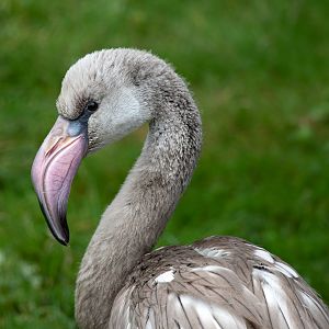 Greater Flamingo / Hamerton / 25-10-19