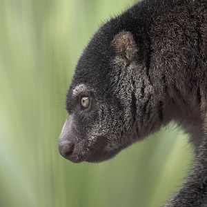 Bear cuscus