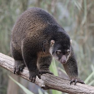 Bear cuscus