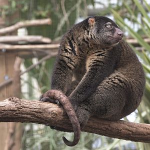 Bear cuscus