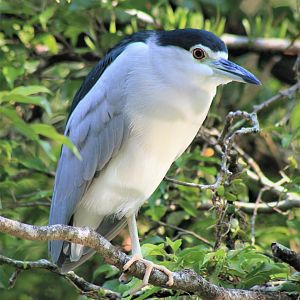 Black-crowned Night Heron (Nycticorax nycticorax)