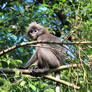 Dusky Langur (Trachypithecus obscurus)