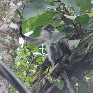White-thighed Langur (Presbytis siamensis)