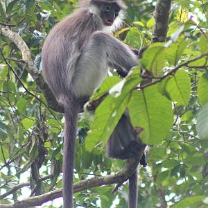 White-thighed Langur (Presbytis siamensis)