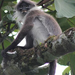 White-thighed Langur (Presbytis siamensis)