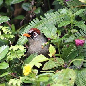 Chestnut-capped Laughing Thrush (Garrulax mitratus)