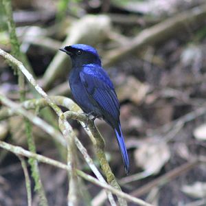 Large Niltava (Niltava grandis)
