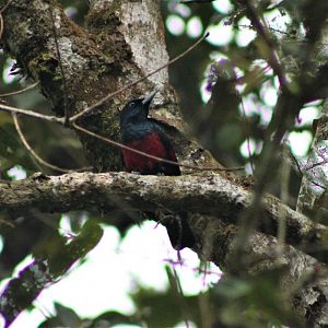 Black and Crimson Oriole (Oriolus cruentatus)