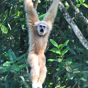 White-handed Gibbon (Hylobates lar), just hanging out.