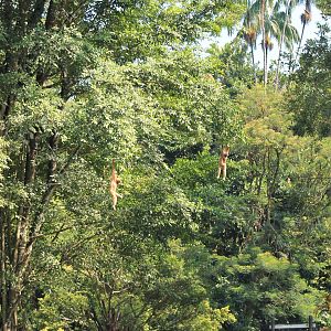 Island enclosure for White-handed Gibbons (Hylobates lar)