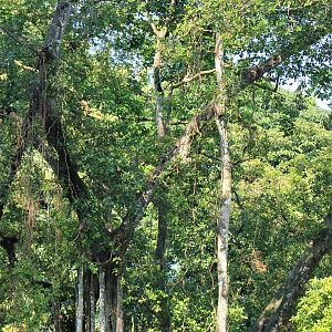 Island enclosure for Siamang (Symphalangus syndactylus)