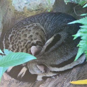 Large Indian Civet (Viverra zibetha)