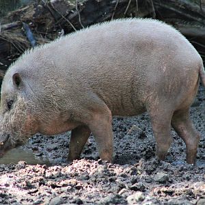 Bearded Pig (Sus barbatus)