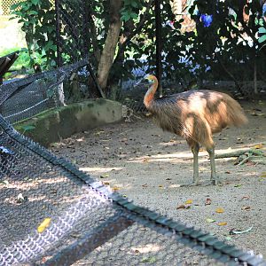enclosure for juvenile cassowaries