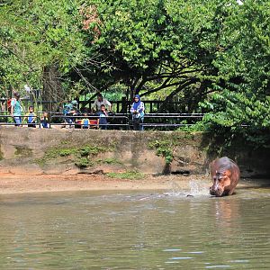 enclosure for Common Hippopotamus