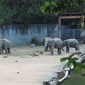 Asian Elephants (Elephas maximus)