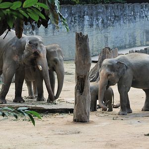 Asian Elephants (Elephas maximus)