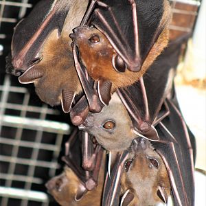 Short-nosed Fruit Bats (Cynopterus brachyotis)