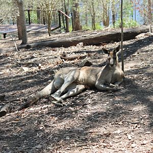 Male Eastern Grey Kangaroo (Macropus giganteus)