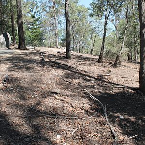 Kangaroo walk-through enclosure