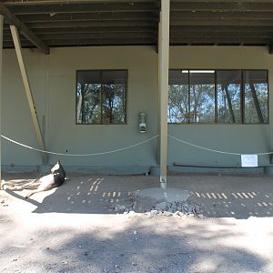 Kangaroo walk-through enclosure