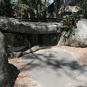 viewing burrow for Common Wombat (Vombatus ursinus)