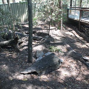 enclosure for Common Wombat (Vombatus ursinus)
