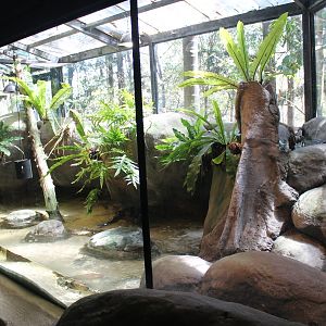 enclosure for Saltwater Crocodiles (Crocodylus porosus)