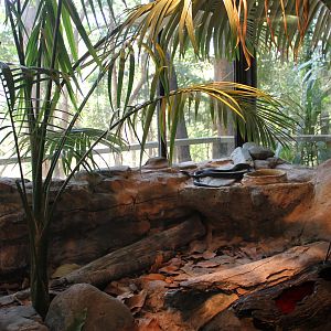 enclosure for Red-bellied Black Snake (Pseudechis porphyriacus)