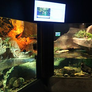 enclosure for Platypus (Ornithorhynchus anatinus)
