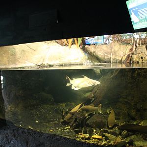 Aquarium for larger fish