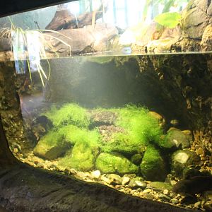 Aquarium for Sleepy Cod and Eel-tailed Catfish