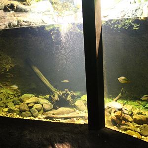 Aquarium for small fish