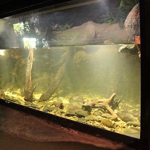 tank for Platypus (Ornithorhynchus anatinus)