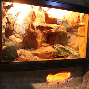 enclosure for Fat-tailed Dunnarts (Sminthopsis crassicaudata)