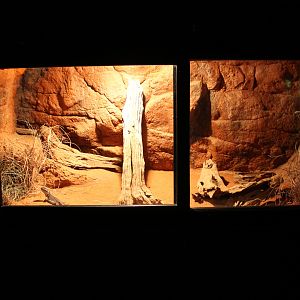 tank for Central Netted Dragon (Ctenophorus nuchalis)