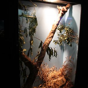 tank for Spotted Python (Antaresia maculosa)