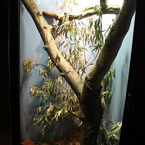 tank for Inland Bearded Dragon (Pogona vitticeps)