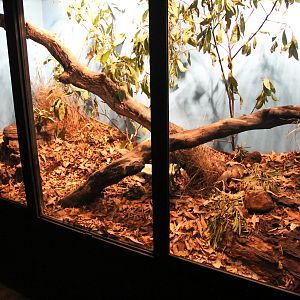 tank for Coastal Carpet Python (Morelia spilota mcdowelli)