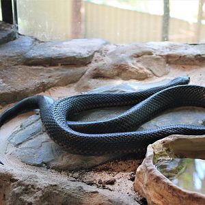 Red-tailed Black Snake (Pseudechis porphyriacus)