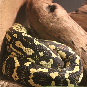 Jungle Carpet Python (Morelia spilota cheynei)