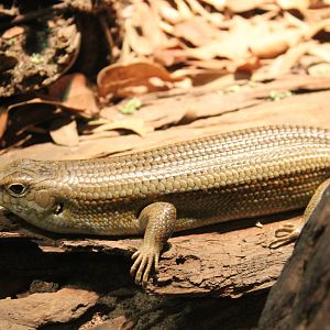 Major Skink (Bellatorias frerei)
