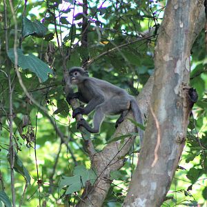 Indochinese Grey Langur (Trachypithecus crepusculus)