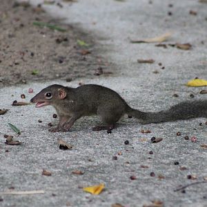 Northern Tree Shrew (Tupaia belangeri)